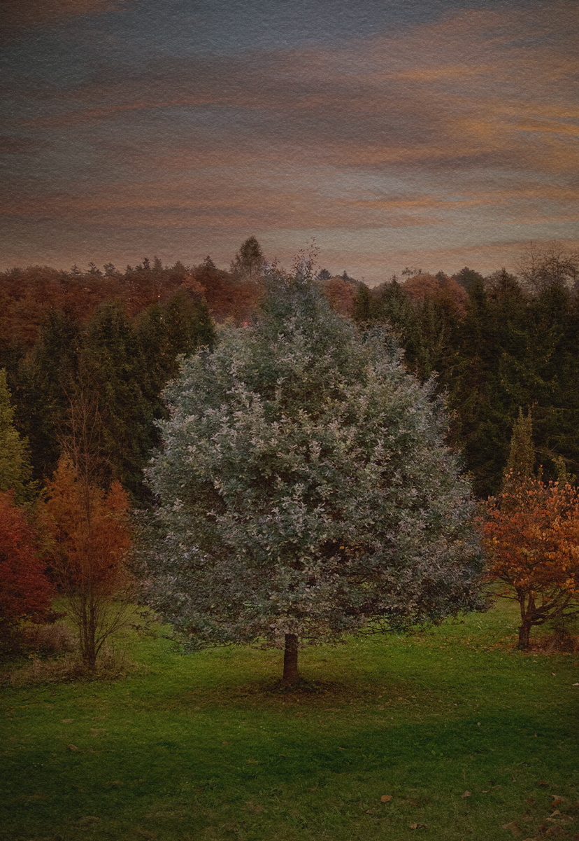 Garden and Trees, Eiche, Quercus, autumn
